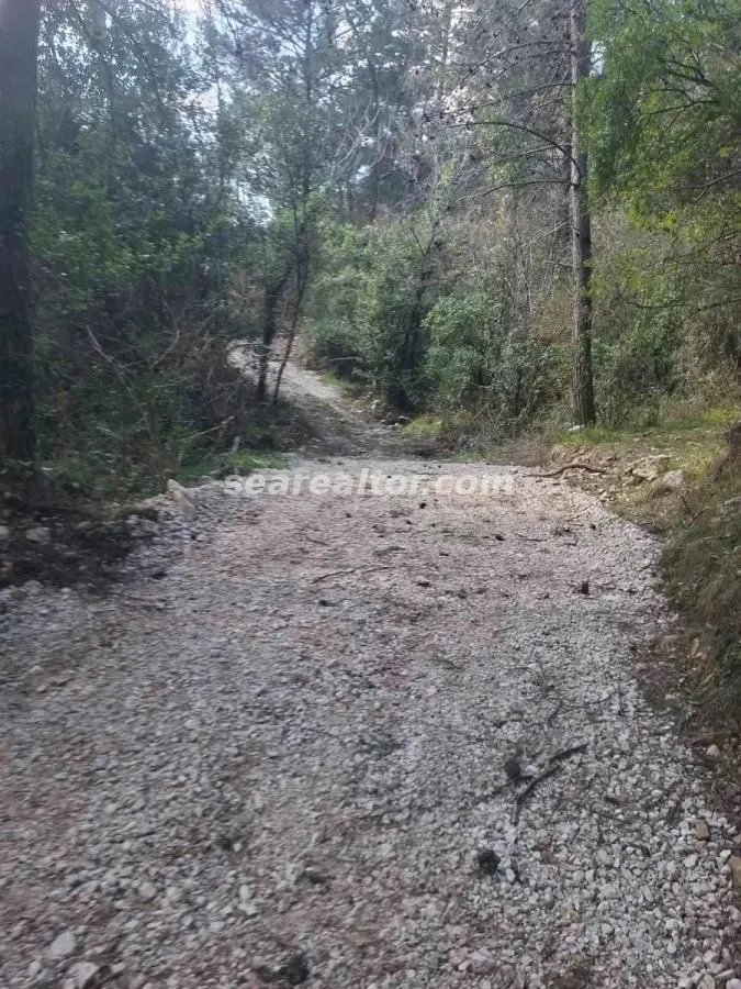 Zemljani put okružen šumom i drvećem.