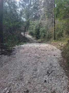 Zemljani put okružen šumom i drvećem. - image 3