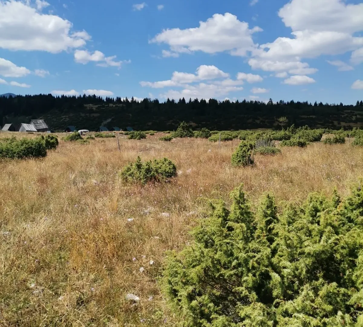 Prodaja, plac, 36000m², Žabljak, Crna Gora