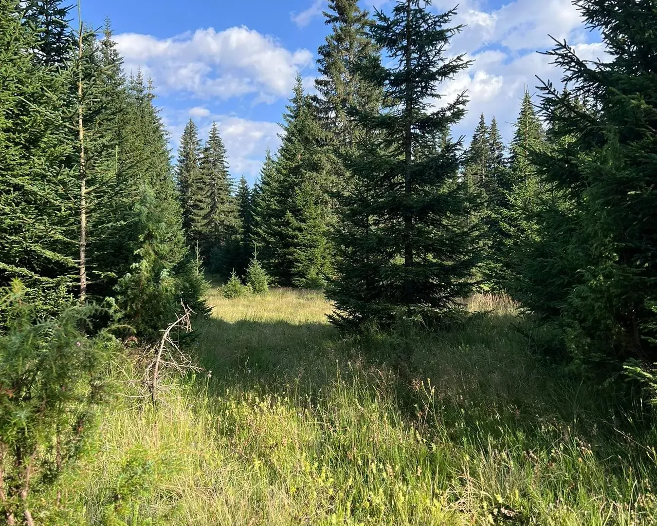 Prodaja, plac, 9000m², Žabljak, Crna Gora