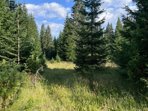 Prodaja, plac, 9000m², Žabljak, Crna Gora - image 7