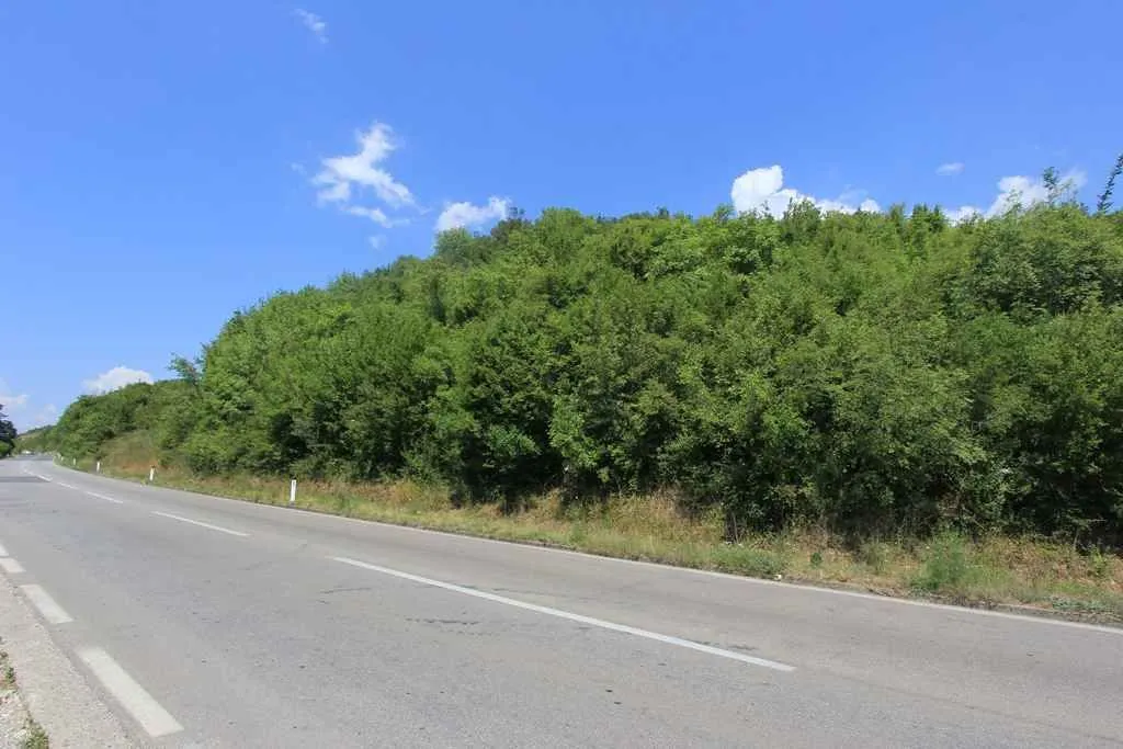 Zemljište pored asfaltnog puta prekriveno zelenilom.