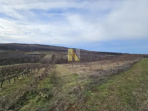Pogled na prostrano zemljište i vinograd u prirodi. - image 5