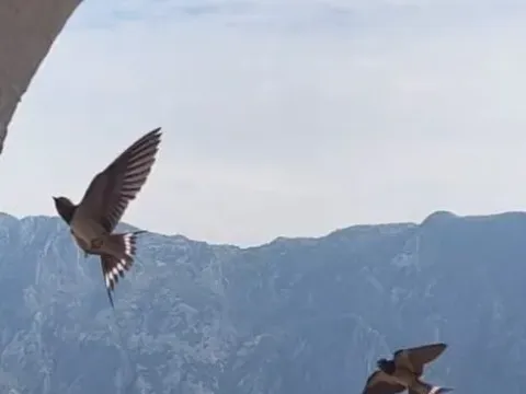 Prodaja, garsonjera, 25m², Prčanj, Kotor - image 10