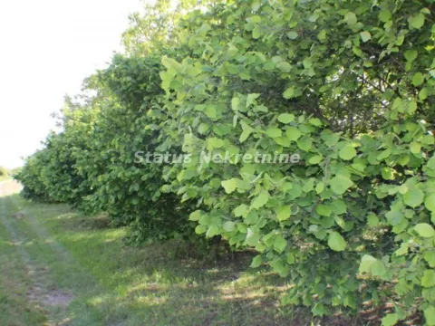 Prodaja, plac, 1200m², Banja Vrdnik, Irig - image 6