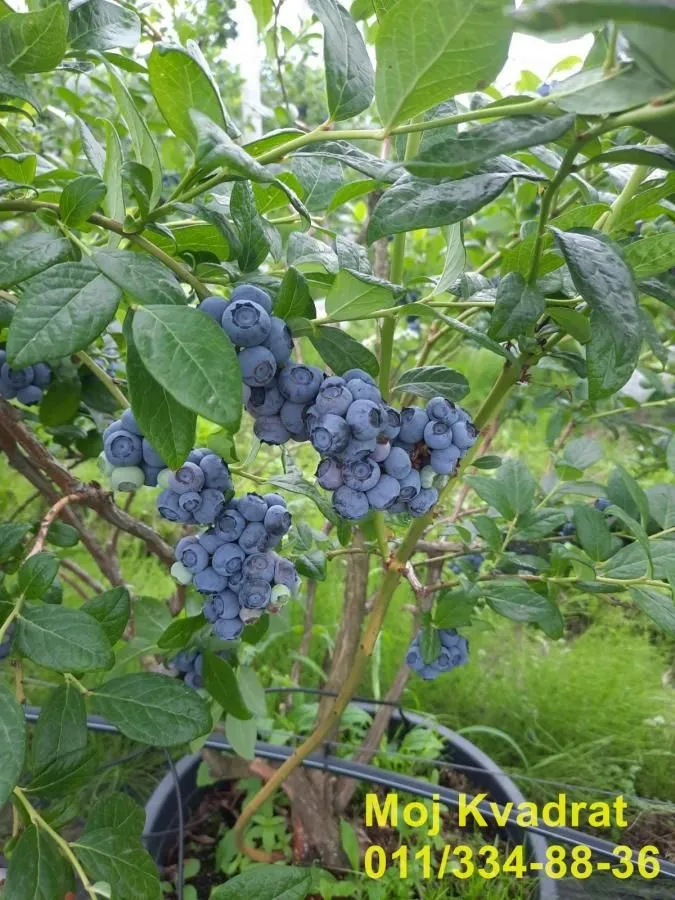Grm borovnica sa zrelim plodovima u dvorištu.