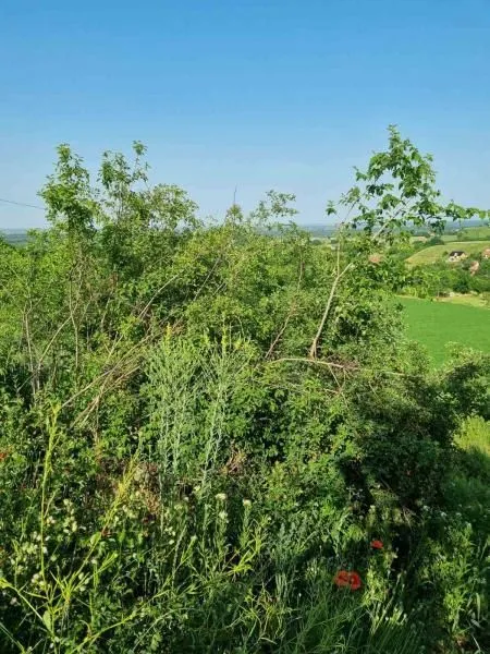Prodaja, plac, 8400m², Sremski Karlovci, Novi Sad