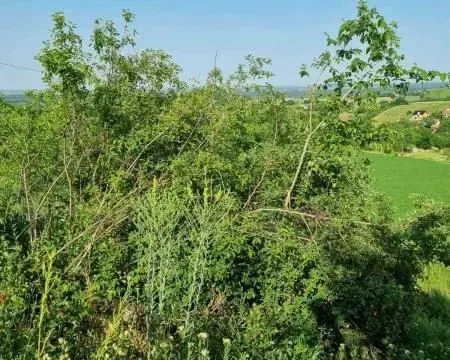 Prodaja, plac, 8400m², Sremski Karlovci, Novi Sad - image 3