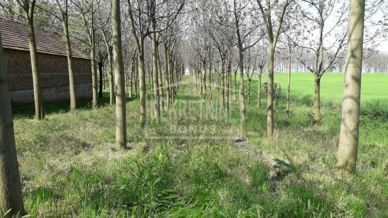 Prodaja, plac, 25312m², Mišićevo, Subotica