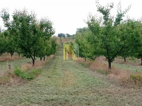 Prodaja, plac, 8200m², Sremski Karlovci, Novi Sad - image 5