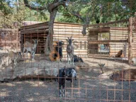 Prodaja, poslovni prostor, Ostalo, Podgorica - image 14