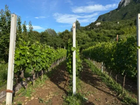 Prodaja, kuća, 200m², Crmnica, Bar - image 8