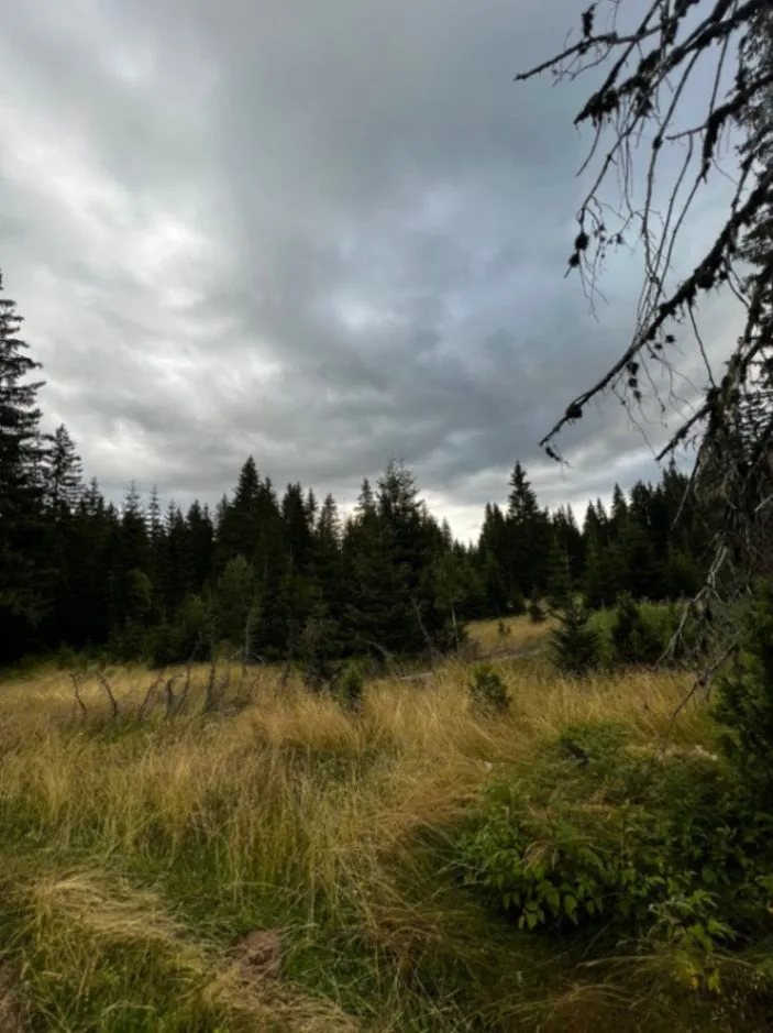 Prodaja, plac, 9000m², Nadgora, Žabljak