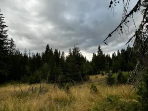 Prodaja, plac, 9000m², Nadgora, Žabljak - image 2