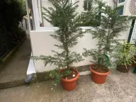 Izdavanje, stan, 32m², Budva, Crna Gora - image 10