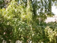 Sale, house, 200m², Kotež 2, Pančevo - image 11