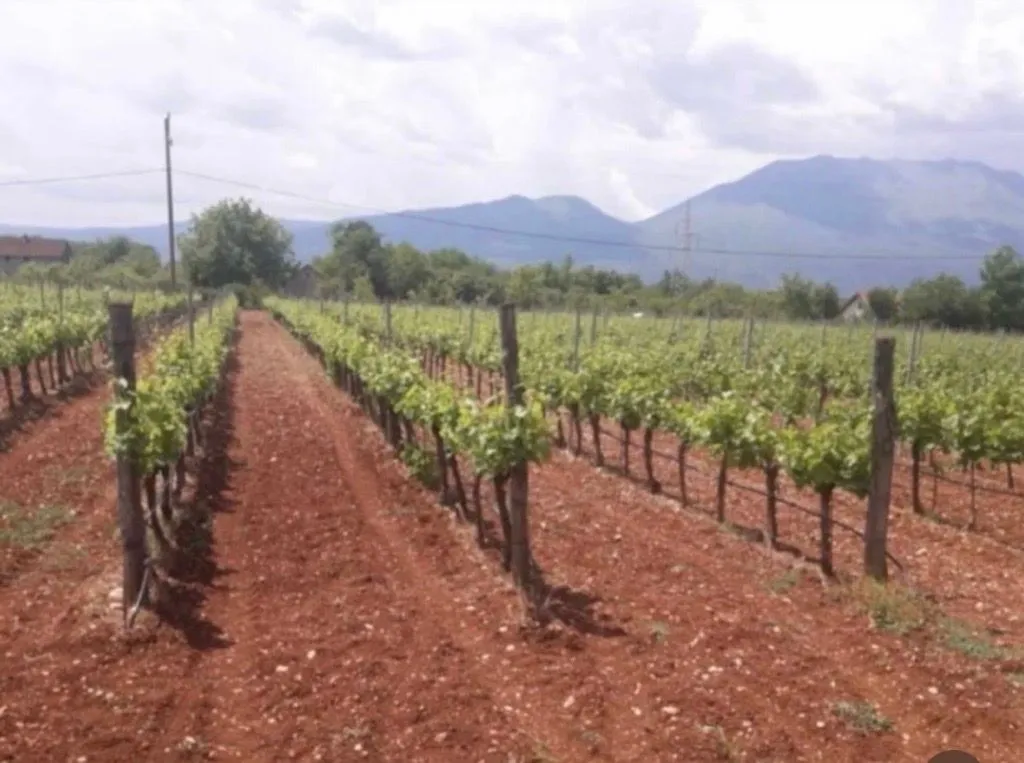 Zasađeni vinograd sa redovima čokota i brdima u pozadini.