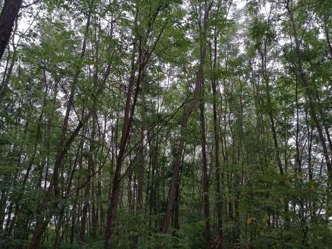 Prodaja, plac, 7400m², Kelebija, Subotica - image 3