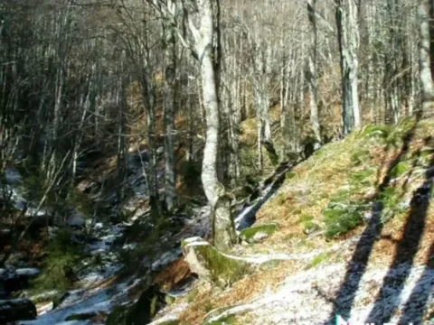 Prodaja, plac, 100000m², Sela, Kolašin - image 9