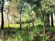 Prodaja, plac, 1860m², Plav, Crna Gora - image 2