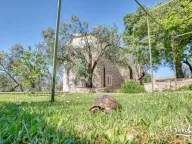 Prodaja, kuća, 480m², Reževići, Budva - image 19