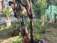 Prodaja, kuća, 220m², Altina, Beograd - image 12