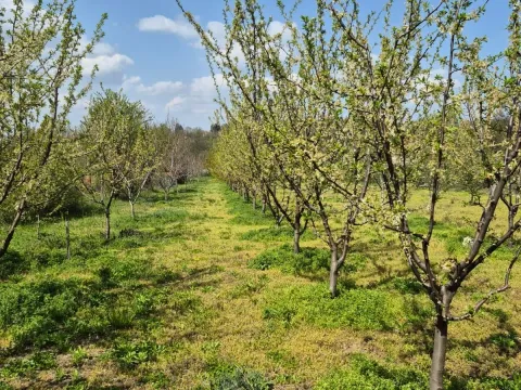 Prodaja, plac, 2950m², Voždovac Sve Podlokacije, Beograd - image 8