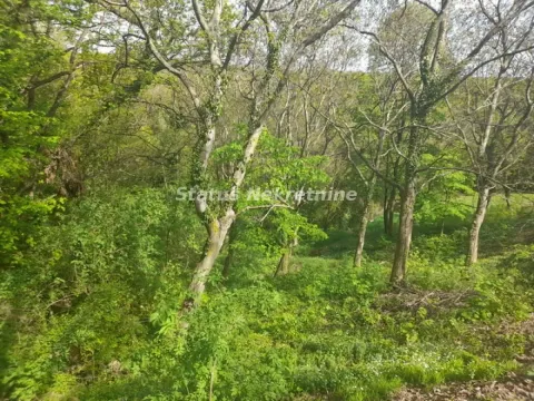 Pogled na šumoviti dio dvorišta sa bujnim zelenilom i drvećem. - image 12