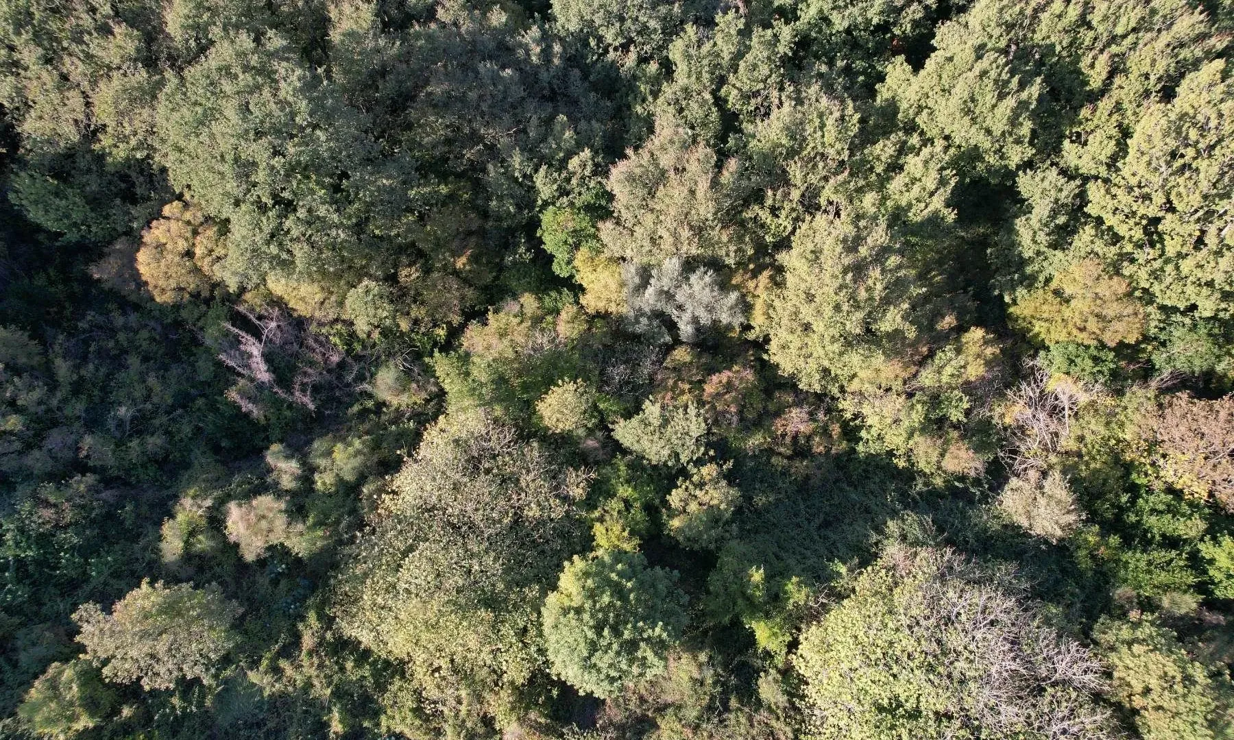 Prodaja, plac, 511m², Reževići, Budva