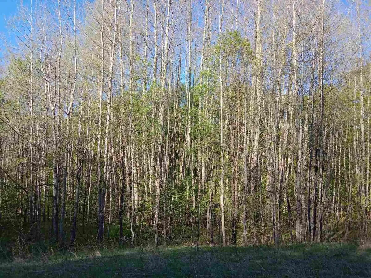 Prodaja, plac, 13700m², Miloševići, Šavnik