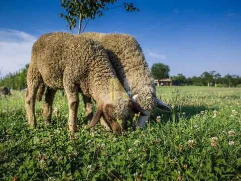 Sale, house, 230m², Srbobran, Novi Sad - image 29