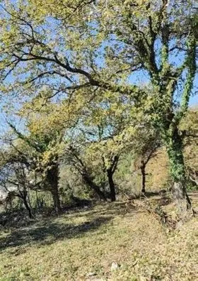 Prodaja, plac, 1227m², Dobra Voda, Budva