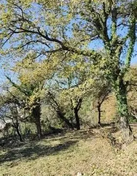 Prodaja, plac, 1227m², Dobra Voda, Budva - image 7