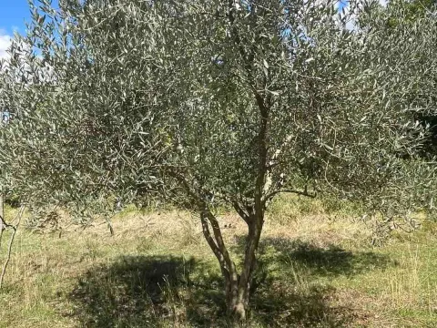 Prodaja, plac, 50000m², Bar, Crna Gora - image 4