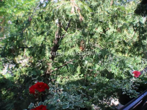 Prodaja, kuća, 264m², Petrovaradin, Novi Sad - image 19