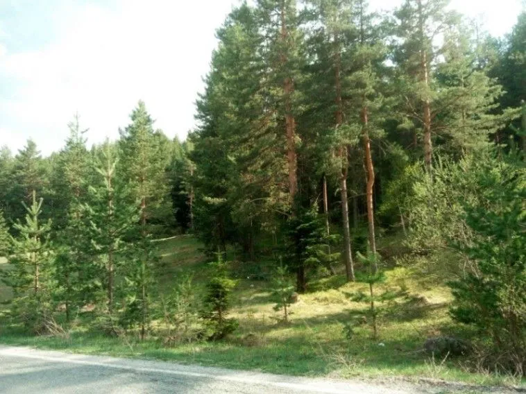 Sale, land lot, 3000m², Borje, Žabljak