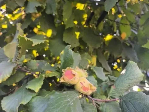 Prodaja, plac, 114m², Nova Pazova, Stara Pazova - image 7