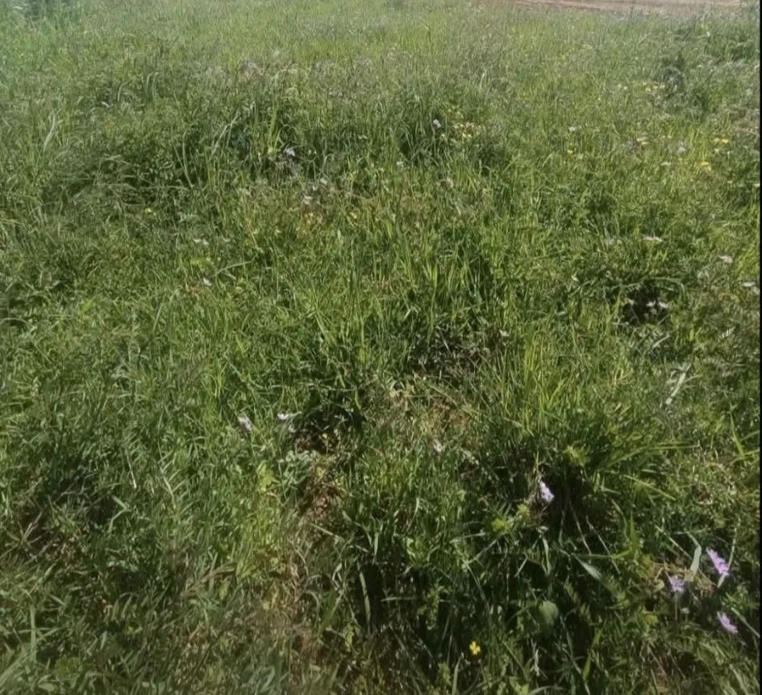 Prodaja, plac, 500m², Botun, Podgorica