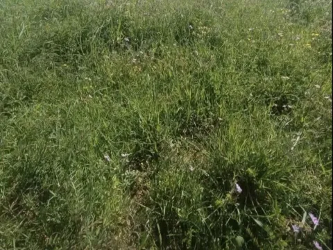 Prodaja, plac, 500m², Botun, Podgorica - image 1