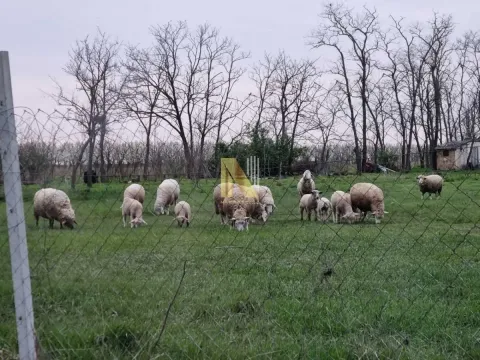 Prodaja, plac, 74000m², Žabalj, Srbija - image 2