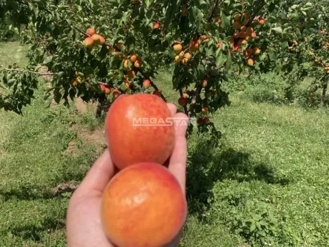 Prodaja, plac, 74500m², Arandjelovac, Srbija - image 8