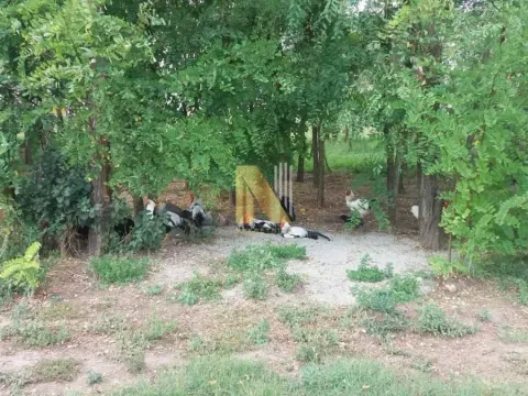 Prodaja, plac, 74000m², Žabalj, Srbija - image 8