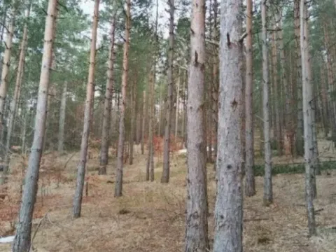 Sale, land lot, 1143m², Zlatibor, Srbija - image 3