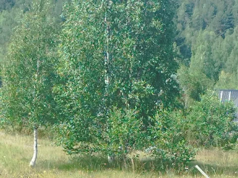 Sale, land lot, 596m², Tepačko polje, Žabljak - image 9