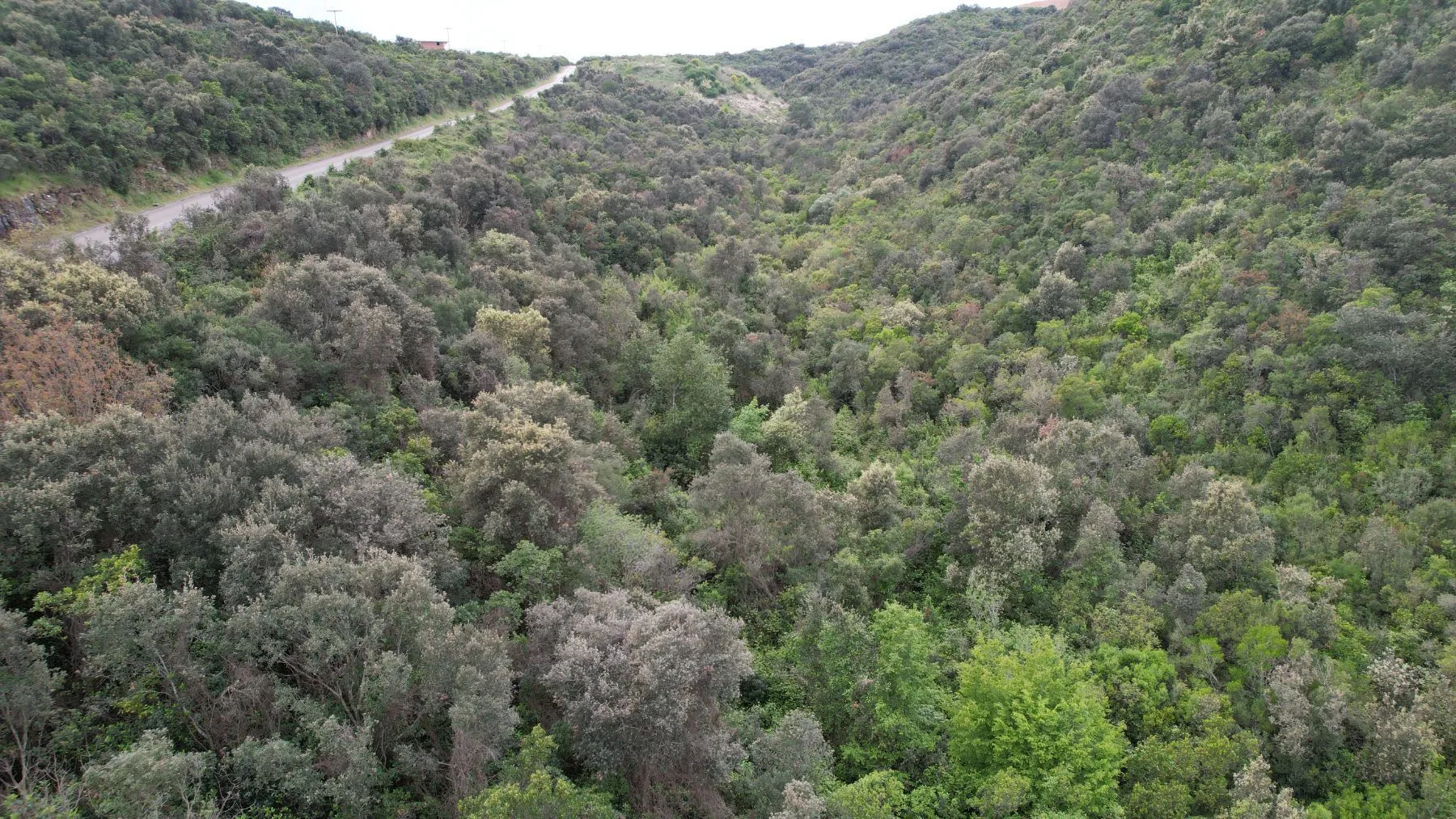 Prodaja, plac, 3585m², Krimovica, Kotor