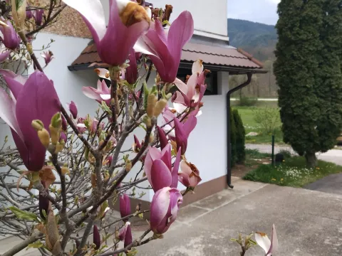 Sale, one bedroom apartment, 38m², Mokra gora, Tara - image 5