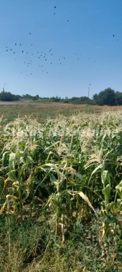 Prodaja, plac, 2200m², Futog, Novi Sad Sve Podlokacije