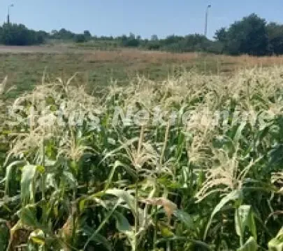 Sale, land lot, 2200m², Futog, Novi Sad Sve Podlokacije - image 6