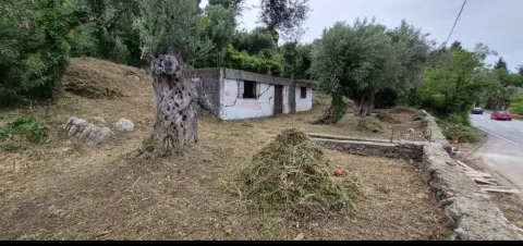 Stari stari objekat u ruševnom stanju okružen maslinama i rastinjem. - image 5