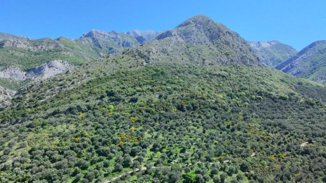 Prodaja, plac, 10500m², Stari Bar, Bar
